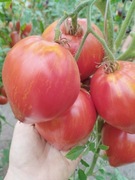 KOZULA 203 nasiona Pomidor Kolekcjonerski