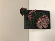 Róża wariacja ArtSZAŁ