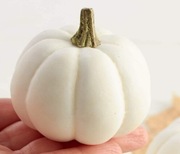 Sadzonka dyni ozdobnej BABY BOO Baby-boo