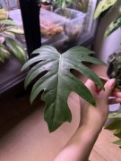 philodendron pierzasty | hoja