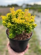 Berberys GOLDALITA Thunberga MINIATUROWY