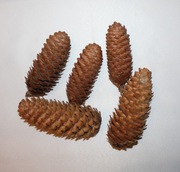 5x naturalna szyszka świerkowa do dekoracji stroika na Boże Narodzenie