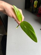 Monstera Standleyana variegata Cobra sadzonka szczytowa kolekcjonerska