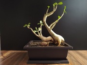 Adenium 10 letnie w docelowej doniczce. 