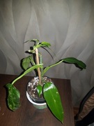 Philodendron  filodendron Ring od fire 
