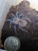 Ptasznik Lasiocyano (ex.Pterinopelma) sazimai,ok 3,5DC, terrarium 10x15x8cm