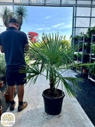 Trachycarpus fortunei, Szorstkowiec Fortunego, pień 30-35cm, 40-50cm