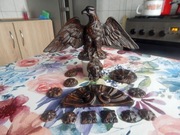 DUŻY ORZEŁ GIPSOWY  + DODATKI