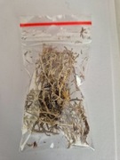 MECH CHROBOTEK BEŻOWY NA KRZEWY DRZEWKA