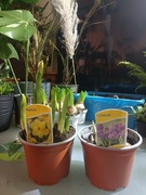 Narcyz / krokus w doniczce - kilka cebul 