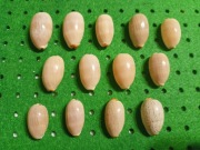 Muszla Luria isabella, f: Cypraeidae. 22-29mm 