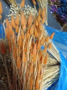 lagurus dmuszek jajowaty trawa suszony  pomarańczowy 