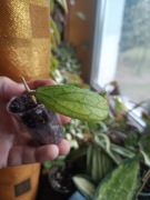 Hoya tanggamus ukorzeniona - rzadkość 