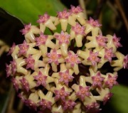 Hoya AH247 szczytowa