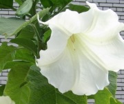 Brugmansja datura biała sadzonki