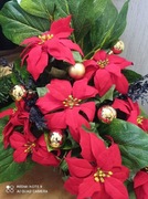 Stroiki nagrobne świąteczne