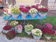 Sprzedam chryzantemy