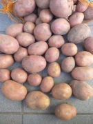 ziemniaki czerwone  . od małego rolnika 24kg
