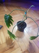 Philodendron filodendron Mayoi 