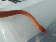 Wąż zbożowy samiczka bloodred z wyposażeniem