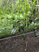 Nasiona papryki Jalapeno