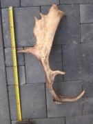 Łopata byka daniela róg poroże rogi