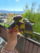 Tradescantia pallida 'Biltmore Bimbo' 