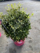 Rododendron Inkarho Bloombox kwitnie w czerwcu na żywopłoty