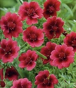 Pięciornik nepalski bylina wieloletnia  sadzonka 