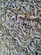 Owies ozimy 1 kg WYSYŁKA