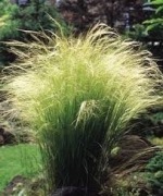 Ostnica cieniutka Pony tails stipa nasiona