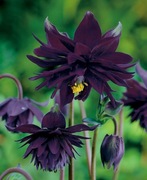 Orlik pełny czarny - Black Barlow 