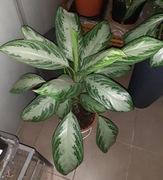 Aglaonema 'silver bay'