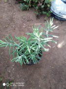 Żyworódka wąskolistna tulbiflora  nr 1 wys 20 cm