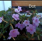 Achimenesy klącza Dot 