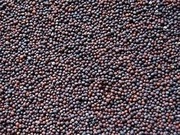 Rzepik worki 10kg zbiór 2025