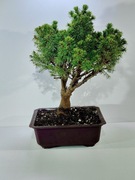 Bonsai Picea Abies, miniaturowy Świerk Unikat!!! LICYTACJA 