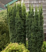 Cis pośredni 'Hillii' Taxus xmedia