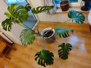 Monstera dziurawa Deliciosa