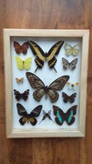 Gablotka motyle Ornithoptera Papilio Prepona i inne na ścianę