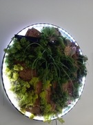 Zielony obraz - mech chrobotek - rękodzieło