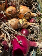 Cebula  10kg  od DJ Farmer