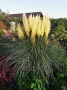 Trawa Pampasowa biała - Variegata 