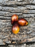 Star’s Blue tears/Pomidor Kolekcjonerski 51