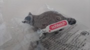 Schleich 14937 szop pracz