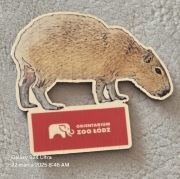 Magnes MDF na lodówkę ORIENTARIUM ZOO ŁÓDŹ. Kapibara. Świnka.