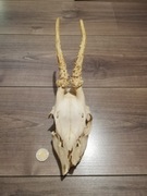 Trofeum myśliwskie poroże parostki kozła sarny