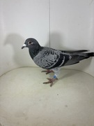 Wnuczka Dakara / linia New Laureat