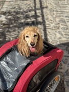 Wózek do roweru dla psa