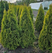 Golden Szmaragd, 120 cm, Tuje, Thuje, Tuja, Krzewy, Thuja